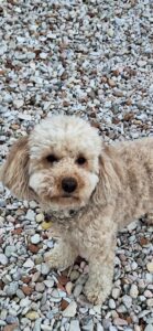 Hondvriendelijke accommodatie in Le Marche