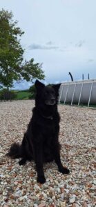 Hondvriendelijke accommodatie in Le Marche