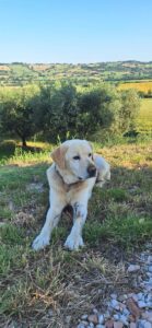 Hondvriendelijke accommodatie in Le Marche