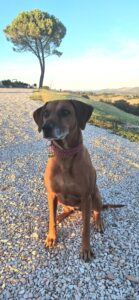 hondvriendelijke accomodatie in Le Marche