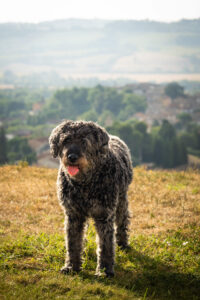 hondvriendelijke accomodatie in Le Marche