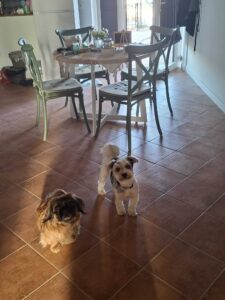 hondvriendelijke accomodatie in Le Marche