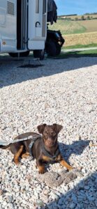 Hondvriendelijke camperplaats in Le Marche