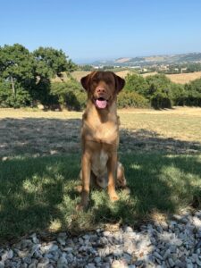 hondvriendelijke accomodatie in Le Marche